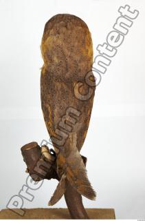 Barn owl - Tyto alba  0078
